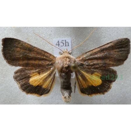 Noctua interjecta Hübner, 1803 Rolnica Czech45h